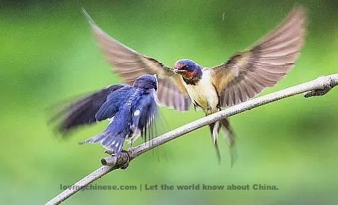 Shi Dazu Poem: A Pair of Swallows – 史达祖《双双燕》