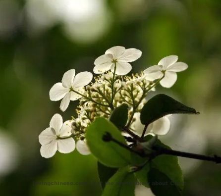 Zhou Mi Poem: Song of Jasper Flower To the Jasper Flower – 周密《瑶花慢 琼花》