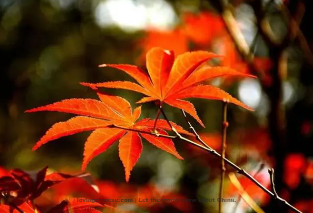 Yan Jidao Poem: Thinking of the Far-off One – 晏几道《思远人·红叶黄花秋意晚》