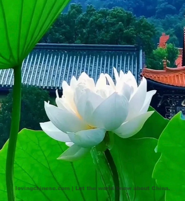 Zhang Yan Poem: Water Dragon Chant · To the White Lotus – 张炎《水龙吟·白莲》