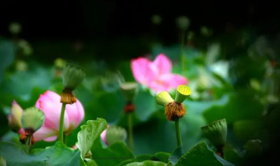 Lu You Poem: Double Lotus · For Fan Chengda – 陆游《双头莲·呈范至能待制》