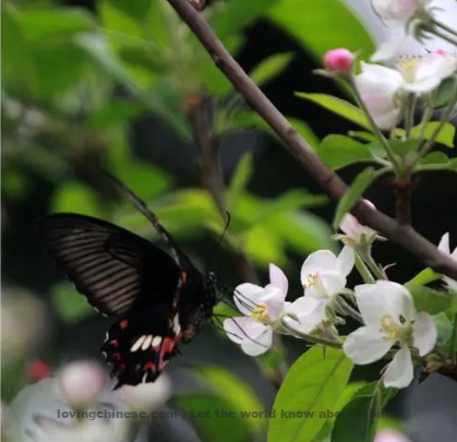 Su Shi Poem: Butterflies in Love with Flowers – 苏轼《蝶恋花·春景》