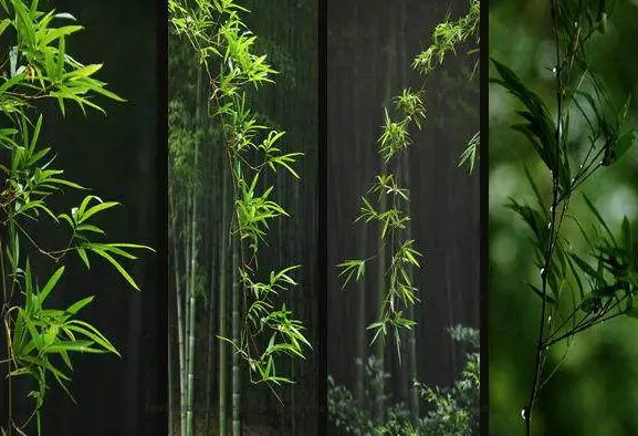 Zhou Bangyan Poem: Bamboos in West Garden – 周邦彦《四园竹·浮云护月》