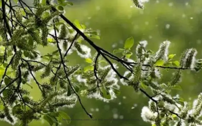 Chen Yuyi Poem: Riverside Daffodils – 陈与义《临江仙》