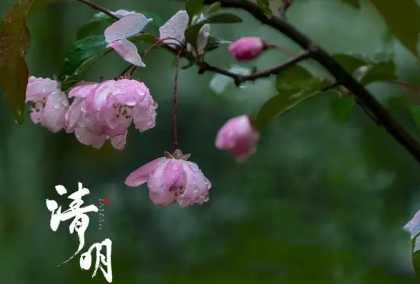 Zhang Xian Poem: Magnolia Flowers · Cold Food Day in 1075 – 张先《木兰花·乙卯吴兴寒食》