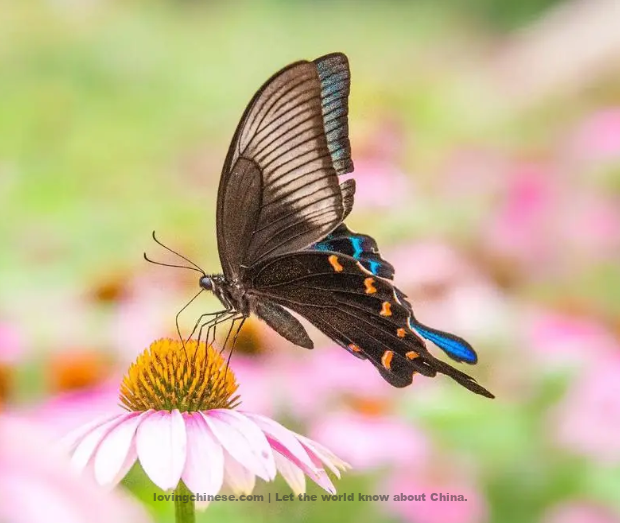 Fan Chengda Poem: Butterflies in Love with Flowers – 范成大《蝶恋花》