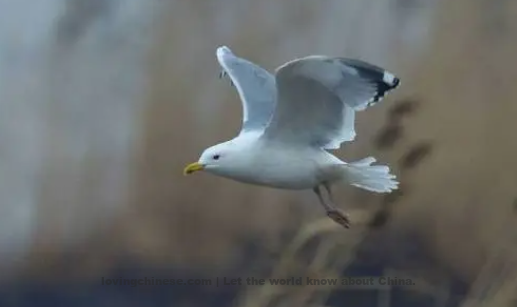 Huang Tingjian Poem: Partridges in the Sky – 黄庭坚《鹧鸪天》
