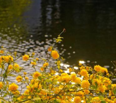 Qin Zhan Poem: Song of Divination – 秦湛《卜算子·春透水波明》