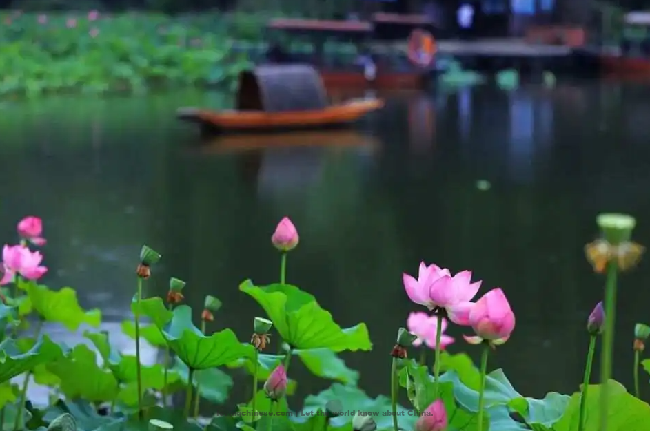 Yang Wanli Poem: Lament of a Fair Lady · Raindrops on Lotus Leaves – 杨万里《昭君怨·咏荷上雨》