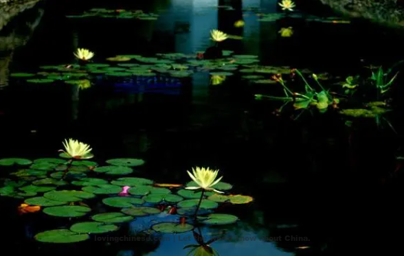 Zhou Mi Poem: Nursling Swallows' Flight – 周密《乳燕飞·波影摇涟甃》