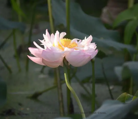 He Zhu Poem: Treading on Grass To Lotus – 贺铸《踏莎行 荷花》