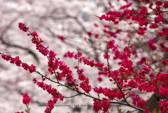 Zhou Bangyan Poem: Invaded by Flowers · To Mume Blossoms – 周邦彦《花犯·梅花》