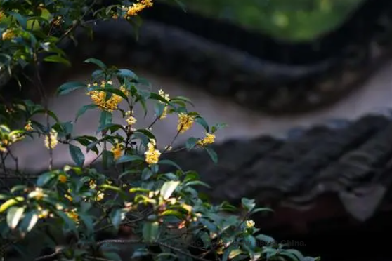 Xin Qiji Poem: Pure Serene Music To Laurel Flowers Enjoyed at Wujiang – 辛弃疾《清平乐 忆吴江赏木樨》