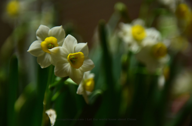 Gao Guanguo Poem: The Golden Statue with Plate of Dew · The Daffodil – 高观国《金人捧露盘·水仙花》