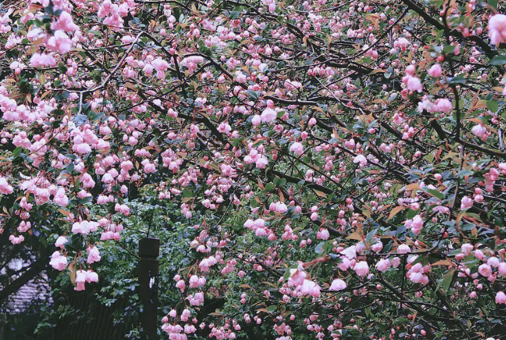 Liu Chenweng Poem: Treading on Grass · Crabapple Flowers Viewed in Rain – 刘辰翁《踏莎行·雨中观海棠》
