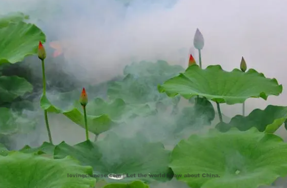 Li Bai: Gathering Lotus Song