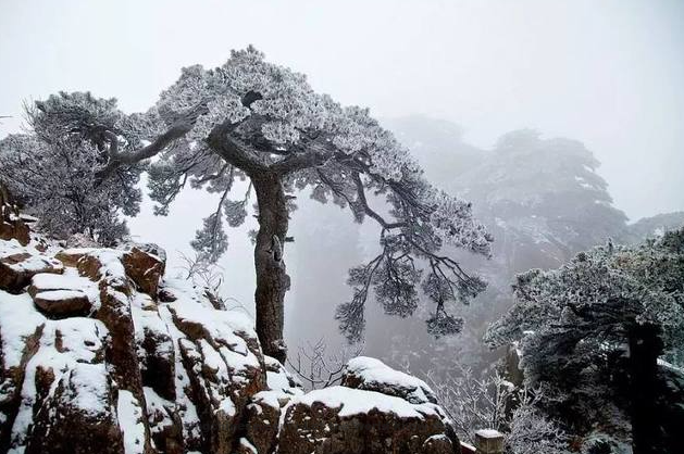 Li Bai: Solitary and Upright Pine Trees