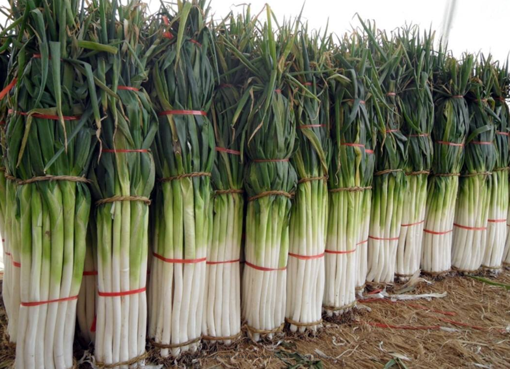 Jinan 济南（Jǐnán）- Chinese Cities