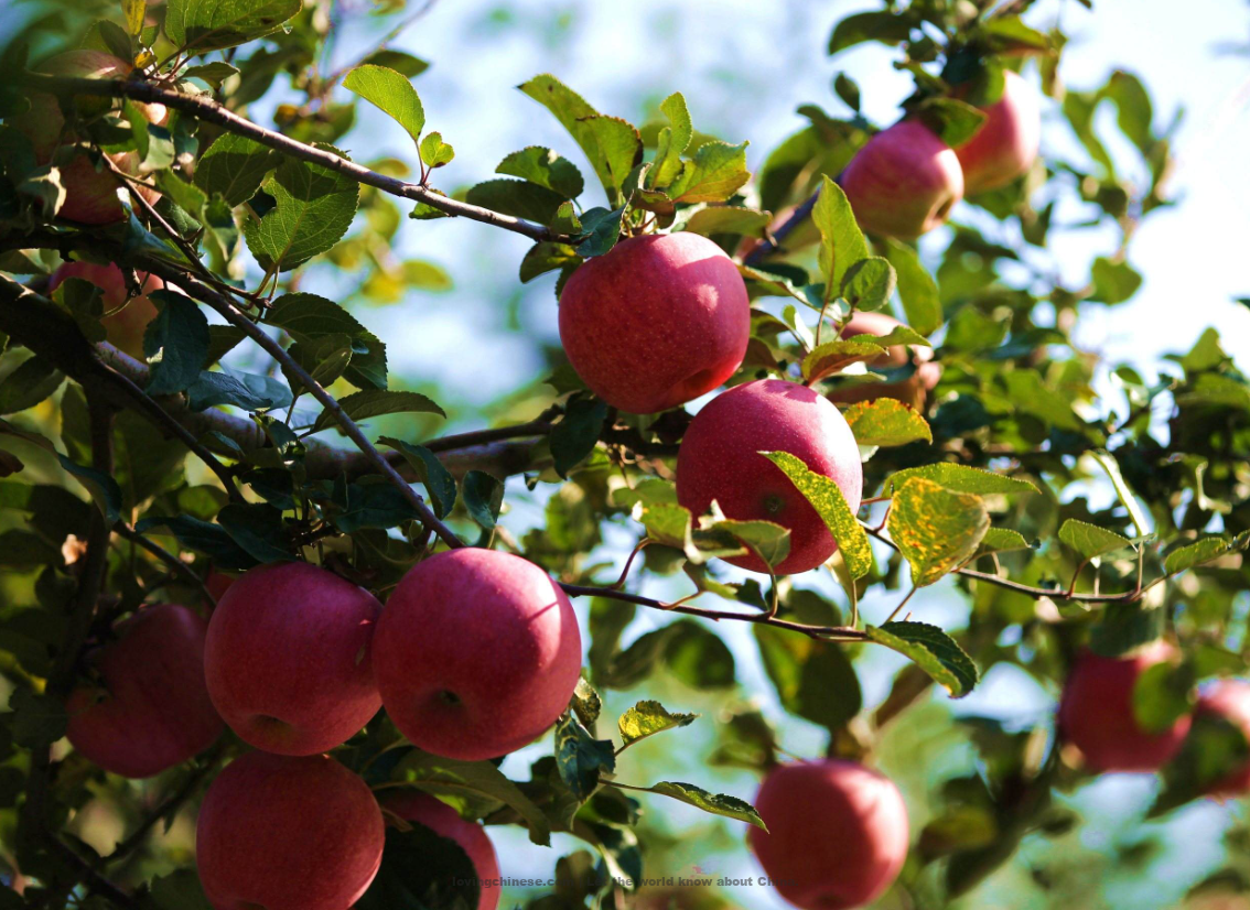 Xianyang 咸阳（Xiányáng） - Chinese Cities
