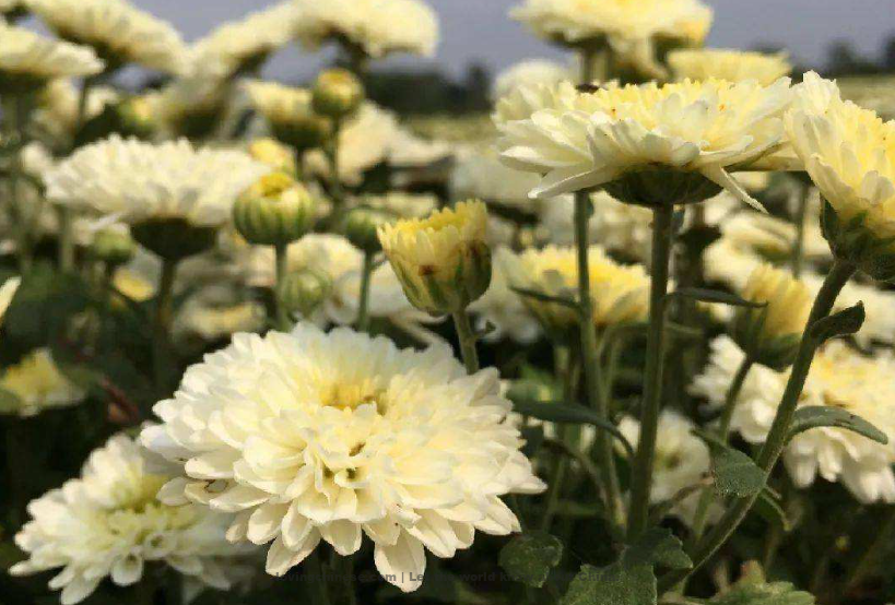 Chuzhou 滁州（Chúzhōu）- Chinese Cities