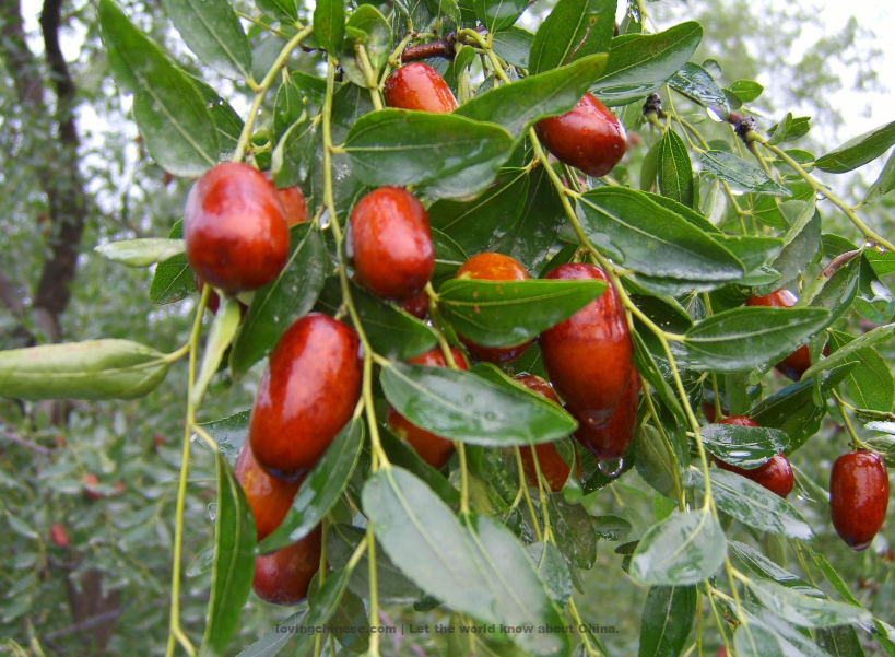 Tai’an 泰安（Tài'ān）- Chinese Cities