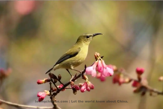 Wu Wenying Poem: Prelude to Orioles' Warble Recall with Emotion in the Spring Evening – 吴文英《莺啼序 春晚感怀》