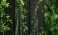 Zhou Bangyan Poem: Bamboos in West Garden – 周邦彦《四园竹·浮云护月》