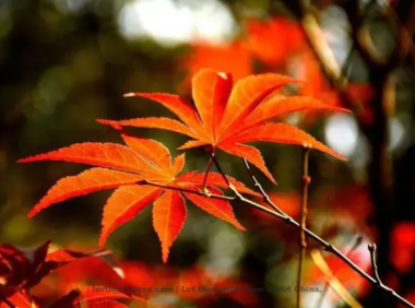 Yan Jidao Poem: Thinking of the Far-off One – 晏几道《思远人·红叶黄花秋意晚》