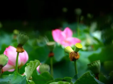 Lu You Poem: Double Lotus · For Fan Chengda – 陆游《双头莲·呈范至能待制》