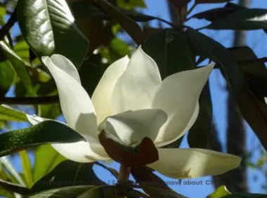 Wu Wenying Poem: Night Flower – 吴文英《夜合花》