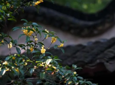 Xin Qiji Poem: Pure Serene Music  To Laurel Flowers Enjoyed at Wujiang – 辛弃疾《清平乐  忆吴江赏木樨》