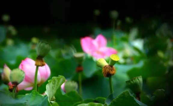 Lu You Poem: Double Lotus · For Fan Chengda – 陆游《双头莲·呈范至能待制》