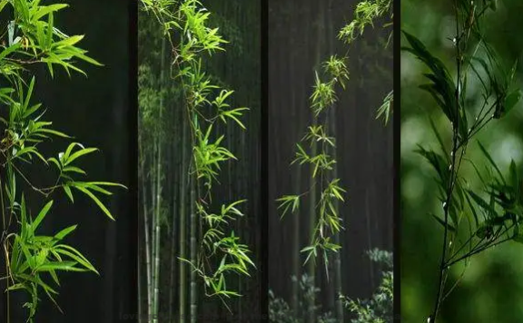 Zhou Bangyan Poem: Bamboos in West Garden – 周邦彦《四园竹·浮云护月》