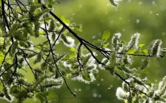 Chen Yuyi Poem: Riverside Daffodils – 陈与义《临江仙》