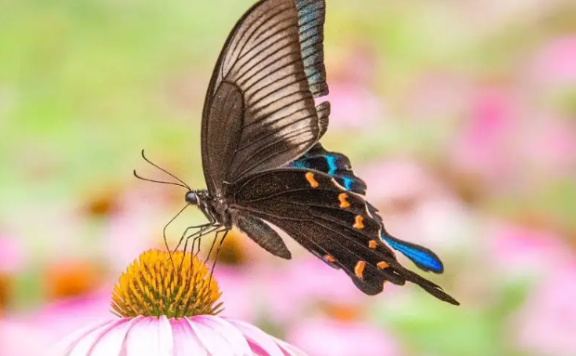 Fan Chengda Poem: Butterflies in Love with Flowers – 范成大《蝶恋花》