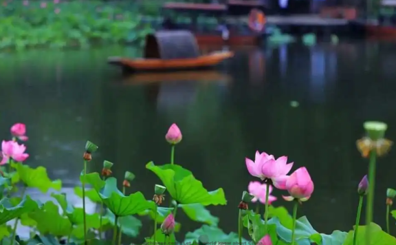 Yang Wanli Poem: Lament of a Fair Lady · Raindrops on Lotus Leaves – 杨万里《昭君怨·咏荷上雨》