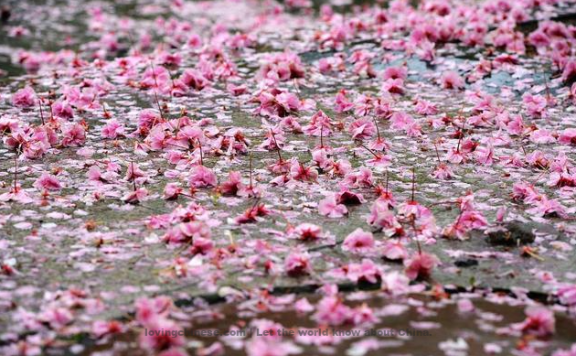 Gao Guanguo Poem: Morning Horn and Frosty Sky – 高观国《霜天晓角·春云粉色》