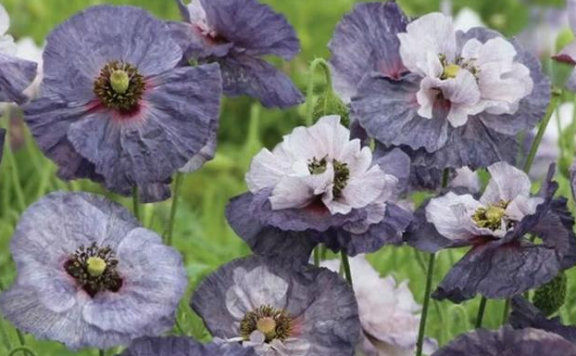 Liu Chenweng Poem: The Beautiful Lady Yu –刘辰翁《虞美人》