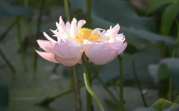 He Zhu Poem: Treading on Grass To Lotus – 贺铸《踏莎行 荷花》