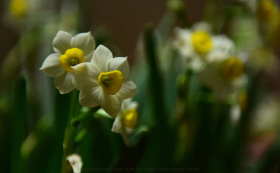 Gao Guanguo Poem: The Golden Statue with Plate of Dew · The Daffodil – 高观国《金人捧露盘·水仙花》
