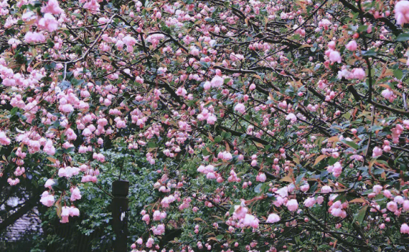 Liu Chenweng Poem: Treading on Grass · Crabapple Flowers Viewed in Rain – 刘辰翁《踏莎行·雨中观海棠》